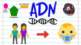 ¿Qué es el ADN 🔬  BIOLOGÍA [upl. by Ecar1]