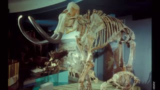 The Extinct Ice Age Mammals of North America [upl. by Romulus188]