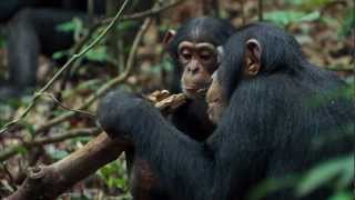 Chimpanzee Trailer  Official Disney  HD [upl. by Aleusnoc]