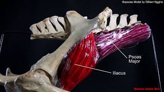 Horse Pelvic Muscles  The Iliopsoas group [upl. by Leroj682]