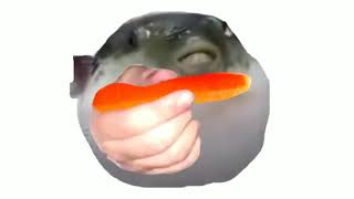 ¿Quieres  Pufferfish eating carrot meme [upl. by Llevrac52]