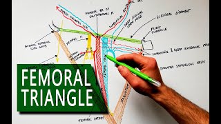 Femoral Triangle  Boundaries and Contents  Anatomy Tutorial [upl. by Asemaj]