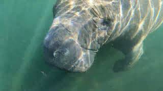 Manatee Swimming  Homosassa Spring FL [upl. by Philoo]