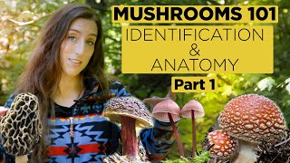 Mushrooms 101 Identification and Anatomy  Part 1 [upl. by Egin172]