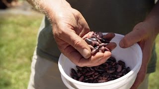 How To Plant Beans [upl. by Khosrow]