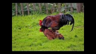 Rooster Group Mating With Chicken  Hen [upl. by Hbahsur]