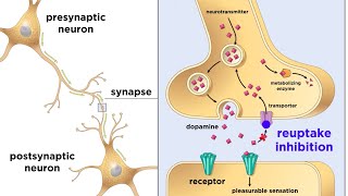 Drug Addiction and the Brain [upl. by Cori]