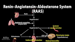 The Renin–Angiotensin–Aldosterone System RAAS Animation [upl. by Razid339]