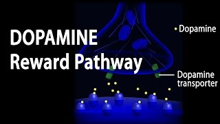 Neuroscience Basics Dopamine Reward Pathway Animation [upl. by Ecinnahs296]