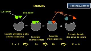 Enzimas Estructura Características y Funciones [upl. by Adyol]