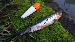 Urban Canal Pike Fishing wDead Baits [upl. by Eserahs]