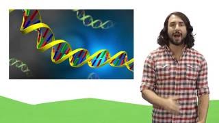 Nucleic Acids DNA and RNA [upl. by Rebmak]