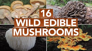 16 Wild Edible Mushrooms You Can Forage This Autumn [upl. by Swan]