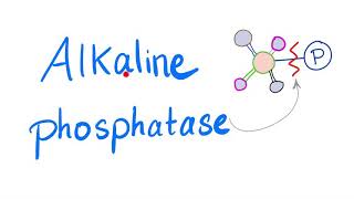 Alkaline Phosphatase ALP  Lab Test 🧪 [upl. by Corella]