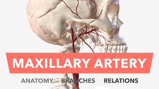 Maxillary Artery  Anatomy Branches amp Relations  Mnemonic [upl. by Wolpert443]