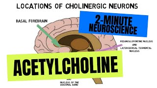 2Minute Neuroscience Acetylcholine [upl. by Mora]