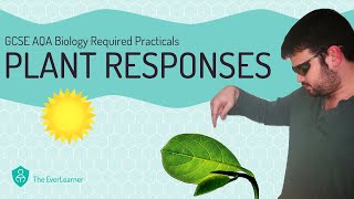 AQA GCSE Biology 91 Required Practical  Plant Responses [upl. by Elvis]