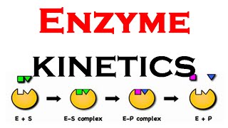 Enzyme kinetics animation [upl. by Eneloj165]