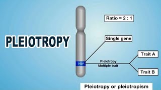 Pleiotropy  12th Std  Biology  Science  CBSE Board  Home Revise [upl. by Brigida345]