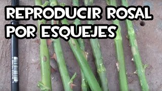 Cómo reproducir Rosales por esquejes [upl. by Leur92]