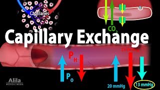 Capillary Exchange and Edema Animation [upl. by Suiramad]