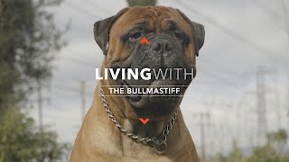 ALL ABOUT LIVING WITH THE BULLMASTIFF [upl. by Tiebout]