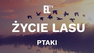 Życie lasu – ptaki film przyrodniczy [upl. by Lupita]