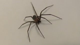 Brown Recluse spider HD closeup footage [upl. by Lyford]