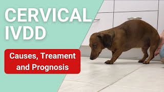 Symptoms of Cervical IVDD in Dogs [upl. by Rennug822]