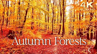 Enchanting Autumn Forests with Beautiful Piano Music  4K Autumn Ambience amp Fall Foliage [upl. by Ranjiv]