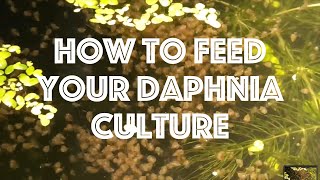 How To Feed Your Daphnia Culture [upl. by Ahsiugal]