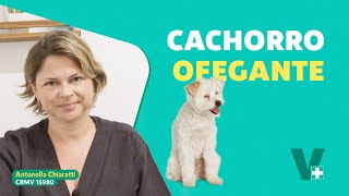 Cachorro muito ofegante é normal [upl. by Tabbie]