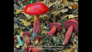 What are Fungi [upl. by Candide]