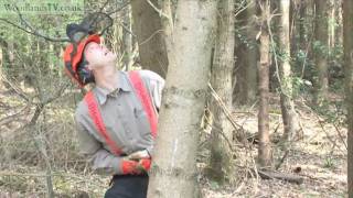 Felling a hung up tree  safety first [upl. by Llorre]