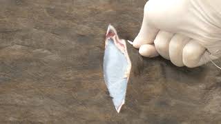 Bovine skin suturing video [upl. by Buzz]