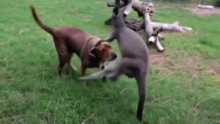 Kangaroo vs Dog [upl. by Ikim]