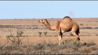 WILD CAMEL MANAGEMENT 2 [upl. by Raff]