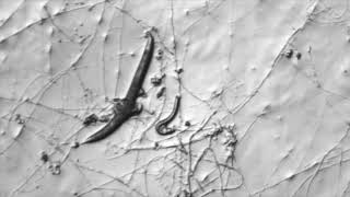 Nematodetrapping fungus Arthrobotrys oligospora trapping C elegans [upl. by Friedrick]