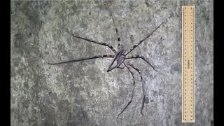 Giant Huntsman Spider Heteropoda maxima [upl. by Olwena]