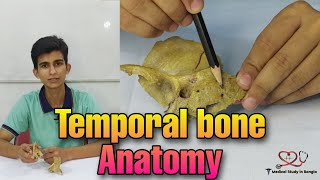 Temporal bone anatomy in bangla [upl. by Tevlev]