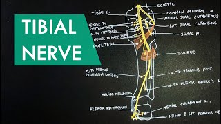 Tibial Nerve  Anatomy Tutorial [upl. by Silberman]