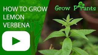 How to grow Lemon verbena [upl. by Darum248]