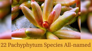 22 Pachyphytum Species Allnamed [upl. by Nnyltak607]