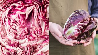 Coltivare il radicchio [upl. by Yras]