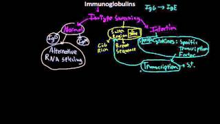 Immunology antibody Isotype switching [upl. by Trillby]