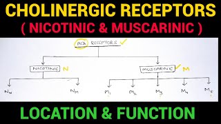 Autonomic Pharmacology  3  Cholinergic Receptors  EOMS [upl. by Siramed942]