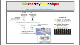 Microarray Technique  DNA Microarray [upl. by Nnywg]