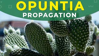 How to grow Opuntia cactus  Prickly pear from seeds [upl. by Dorrie]