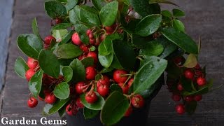 Gaultheria procumbens Wintergreen [upl. by Erodoeht745]