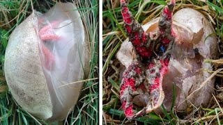 Devils Fingers Fungus 4 Red Tentacles Plants Also Known As Octopus Stinkhorn [upl. by Rebbecca]